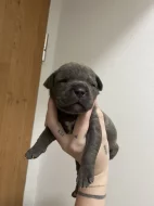 Prodám štěňátka Blue Staford x Pitbull