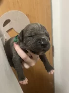 Prodám štěňátka Blue Staford x Pitbull