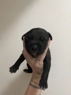 Prodám štěňátka Blue Staford x Pitbull
