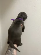 Prodám štěňátka Blue Staford x Pitbull