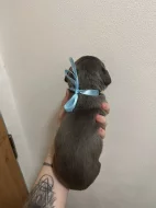 Prodám štěňátka Blue Staford x Pitbull