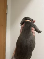 Prodám štěňátka Blue Staford x Pitbull