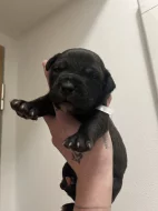 Prodám štěňátka Blue Staford x Pitbull