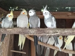 Korela chocholatá zbarvení přírodní,lutino i bělohlavá