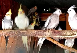 Korela chocholatá zbarvení přírodní,lutino i bělohlavá