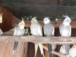Korela chocholatá zbarvení přírodní,lutino i bělohlavá