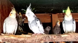 Korela chocholatá zbarvení přírodní,lutino i bělohlavá