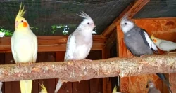 Korela chocholatá zbarvení přírodní,lutino i bělohlavá