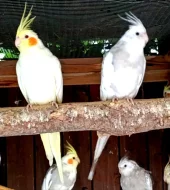 Korela chocholatá zbarvení přírodní,lutino i bělohlavá