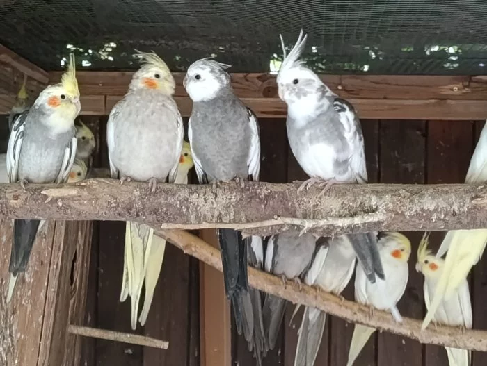 Korela chocholatá zbarvení přírodní,lutino i bělohlavá