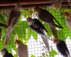 Korela chocholatá zbarvení přírodní,lutino i bělohlavá