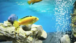 Tlamovec černoploutví, Tlamovec Africký