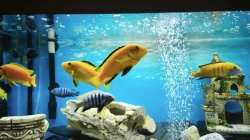 Tlamovec černoploutví, Tlamovec Africký