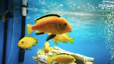 Tlamovec černoploutví, Tlamovec Africký