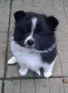 Německý špic střední