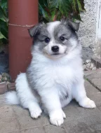 Německý špic střední