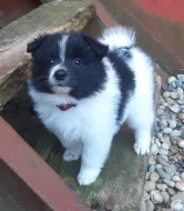 Německý špic střední