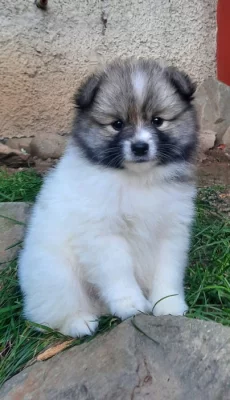 Německý špic střední