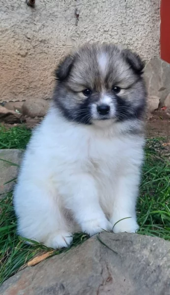 Německý špic střední