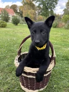 Německý ovčák bez PP