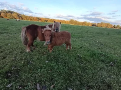 Pony shetland letošní klisna