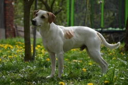 Dánsko Švédský farmářský pes