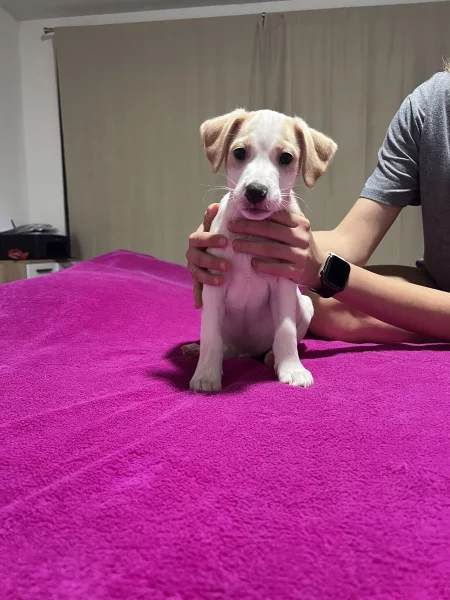 Dánsko Švédský farmářský pes