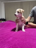 Dánsko Švédský farmářský pes