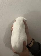 Dánsko Švédský farmářský pes