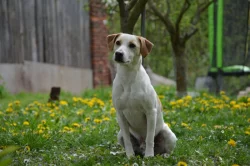 Dánsko Švédský farmářský pes