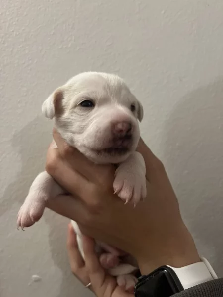 Dánsko Švédský farmářský pes