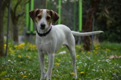 Dánsko Švédský farmářský pes