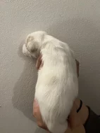 Dánsko Švédský farmářský pes