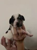 Dánsko Švédský farmářský pes