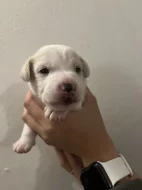 Dánsko Švédský farmářský pes