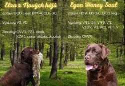 Nabídka hnědého štěněte labradorského retrievera