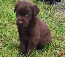 Nabídka hnědého štěněte labradorského retrievera
