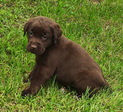 Nabídka hnědého štěněte labradorského retrievera