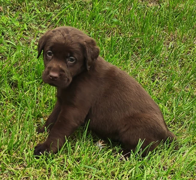 Nabídka hnědého štěněte labradorského retrievera