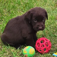 Nabídka hnědého štěněte labradorského retrievera