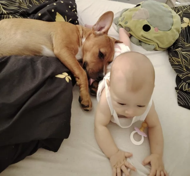 Stafordšírský teriér