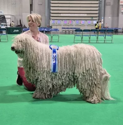 Komondor s PP