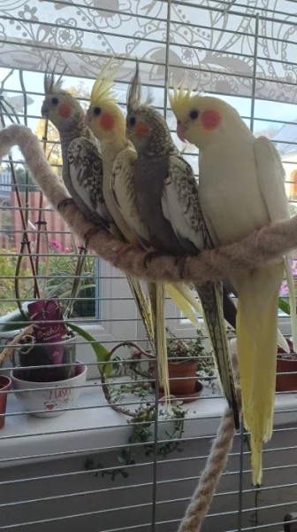 Korelky k ochočení :)