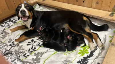 Entlebušský salašnícky  pes