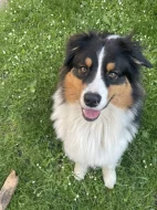 Australský ovčák s PP