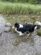 Australský ovčák s PP