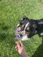 Australský ovčák s PP