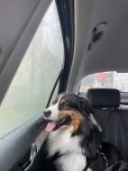 Australský ovčák s PP