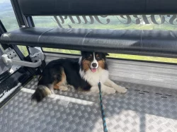 Australský ovčák s PP