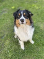 Australský ovčák s PP